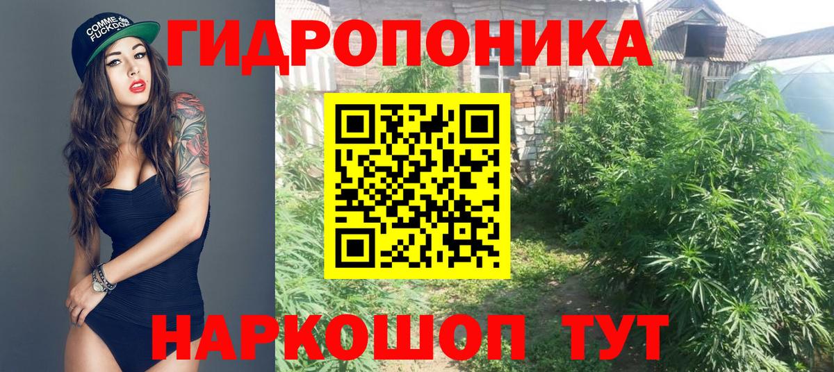 Канабис сатива Тавда